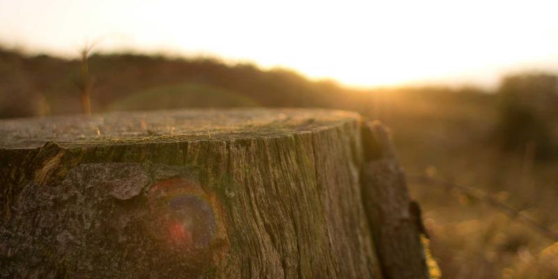 从糯米到文化符号：粽子的现代前景与端午节传承新解