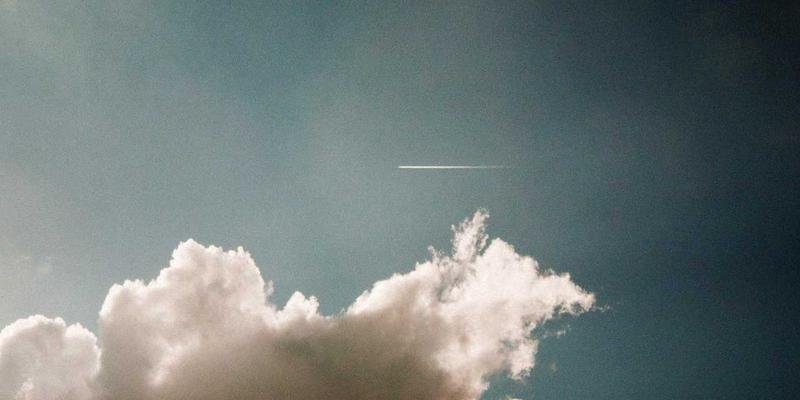 粽叶的生物学与生态学：从美食文化到可持续利用的绿色智慧