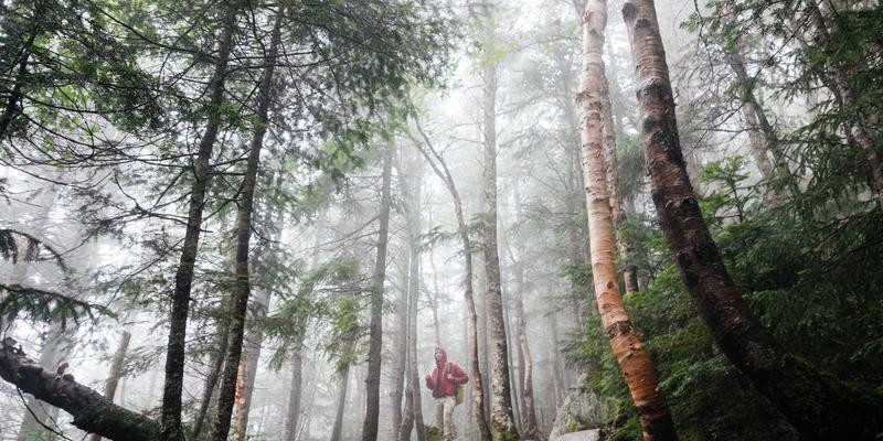 粽叶飘香:从糯米到传统美食的文化之旅