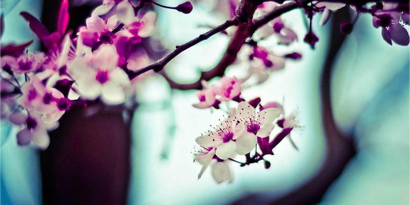 粽叶飘香传千年：从传统美食到节日礼品的文化升华