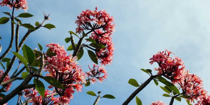 粽子68：传统美食的现代演绎与节日礼品新选择