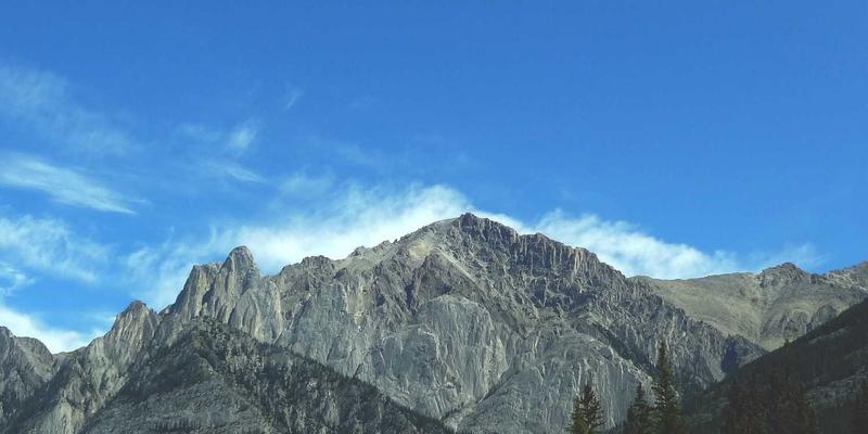 粽子叶用什么叶子好？芦苇叶、箬竹叶、荷叶的深度对比与选择指南