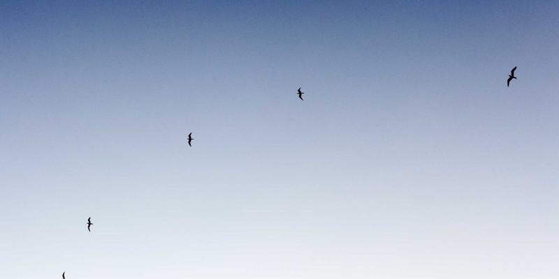 粽子完全入门指南:从糯米选择到南北风味,解锁传统美食的奥秘